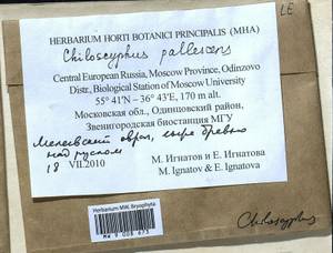Chiloscyphus pallescens (Ehrh. ex Hoffm.) Dumort., Гербарий мохообразных, Мхи - Москва и Московская область (B6a) (Россия)