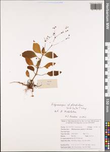Didymocarpus glandulosus (W. W. Sm.) W. T. Wang, Зарубежная Азия (ASIA) (Вьетнам)