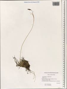 Carex cruenta Nees, Зарубежная Азия (ASIA) (КНР)