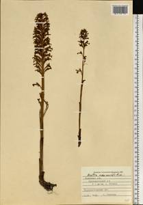 Гнездовка настоящая, Гнездовка обыкновенная (L.) Rich., Восточная Европа, Западно-Украинский район (E13) (Украина)