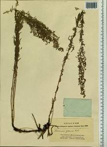 Полынь сизая Pall. ex Willd., Сибирь, Западная Сибирь (S1) (Россия)