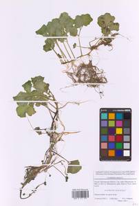 Сердечник горький L., Восточная Европа, Московская область и Москва (E4a) (Россия)