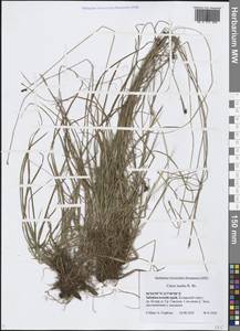 Осока средняя R.Br., Сибирь, Прибайкалье и Забайкалье (S4) (Россия)