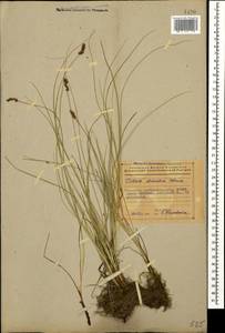 Осока двутычинковая Schrank, Кавказ, Азербайджан (K6) (Азербайджан)