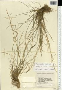 Puccinellia capillaris subsp. pulvinata (Fr.) Tzvelev, Восточная Европа, Северный район (E1) (Россия)