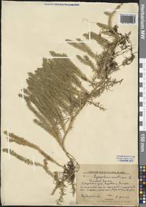 Spinulum annotinum subsp. annotinum, Сибирь, Дальний Восток (S6) (Россия)