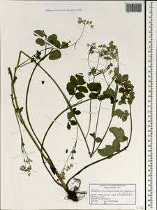 Angelica cartilaginomarginata (Makino ex Y.Yabe) Nakai, Зарубежная Азия (ASIA) (Республика Корея)