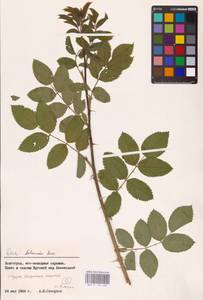 Шиповник бальзамический Besser, Восточная Европа, Нижневолжский район (E9) (Россия)