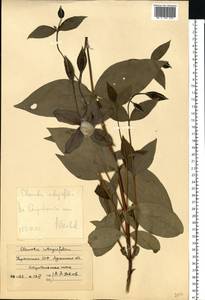 Ломонос цельнолистный L., Восточная Европа, Северо-Украинский район (E11) (Украина)