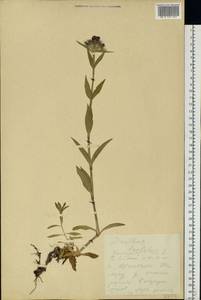 Гвоздика бородатая L., Восточная Европа, Средневолжский район (E8) (Россия)