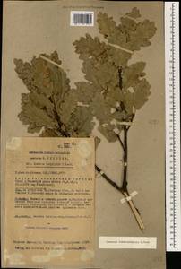 Quercus petraea subsp. polycarpa (Schur) Soó, Зарубежная Азия (ASIA) (Турция)