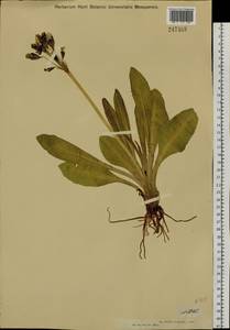 Первоцвет снежный Pall., Сибирь, Западный (Казахстанский) Алтай (S2a) (Казахстан)