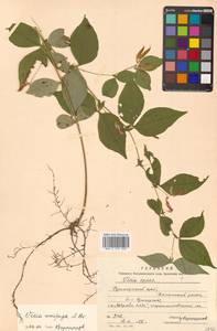 Горошек однопарный A.Braun, Сибирь, Дальний Восток (S6) (Россия)