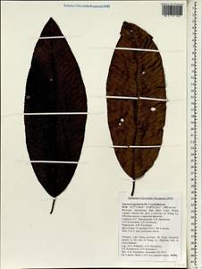 Saurauia napaulensis DC., Зарубежная Азия (ASIA) (Вьетнам)