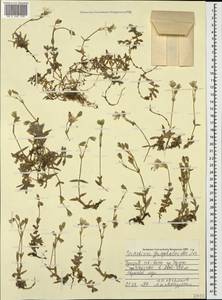 Cerastium gnaphalodes Fenzl, Кавказ, Турецкий Кавказ (K7) (Турция)