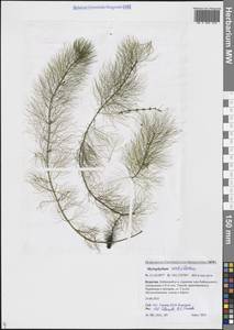 Уруть мутовчатая L., Сибирь, Прибайкалье и Забайкалье (S4) (Россия)