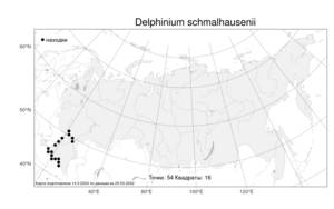 Delphinium schmalhausenii, Живокость Шмальгаузена Albov, Атлас флоры России (FLORUS) (Россия)