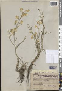 Живокость полубородатая Bien. ex Boiss., Средняя Азия и Казахстан, Западный Тянь-Шань и Каратау (M3) (Киргизия)