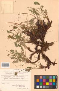 Остролодочник Майделя Trautv., Сибирь, Чукотка и Камчатка (S7) (Россия)