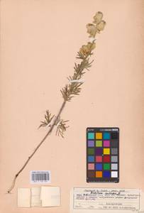 Aconitum anthora subsp. anthora, Восточная Европа, Восточный район (E10) (Россия)