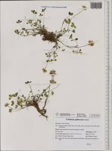 Trifolium pallescens Schreb., Западная Европа (EUR) (Италия)