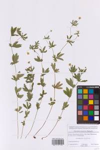 Лапчатка прямостоячая, Калган (L.) Raeusch., Восточная Европа, Московская область и Москва (E4a) (Россия)