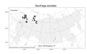 Saxifraga aizoides, Камнеломка аизовидная L., Атлас флоры России (FLORUS) (Россия)