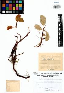 Ива сетчатая L., Сибирь, Прибайкалье и Забайкалье (S4) (Россия)