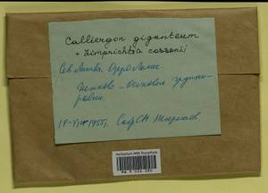 Calliergon giganteum (Schimp.) Kindb., Гербарий мохообразных, Мхи - Прибалтика (B1) (Литва)