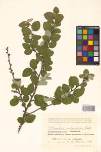 Кизильник рыхлоцветковый (J.Jacq.) Lindl., Восточная Европа, Нижневолжский район (E9) (Россия)