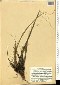 Elymus tauri var. tauri, Кавказ, Азербайджан (K6) (Азербайджан)