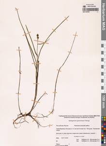 Ежеголовник злаковидный, Ежеголовник злаковый Georgi, Сибирь, Якутия (S5) (Россия)