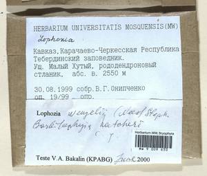 Lophozia murmanica Kaal., Гербарий мохообразных, Мхи - Северный Кавказ и Предкавказье (B12) (Россия)