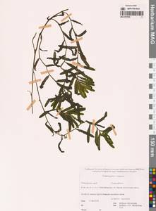 Рдест курчавый L., Сибирь, Дальний Восток (S6) (Россия)