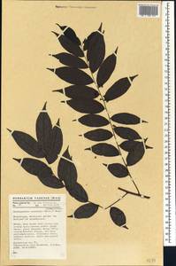 Dichapetalum cymulosum (Oliv.) Engl., Африка (AFR) (Камерун)
