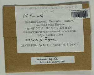 Philonotis rigida Brid., Гербарий мохообразных, Мхи - Северный Кавказ и Предкавказье (B12) (Россия)