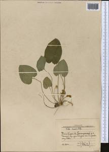 Фиалка приятная M. Bieb., Средняя Азия и Казахстан, Западный Тянь-Шань и Каратау (M3) (Узбекистан)