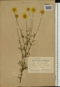 Cota tinctoria subsp. tinctoria, Восточная Европа, Белоруссия (E3a) (Белоруссия)