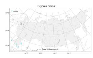 Bryonia dioica, Переступень двудомный Jacq., Атлас флоры России (FLORUS) (Россия)