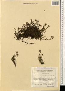 Asperula kemulariae Manden., Кавказ, Грузия (K4) (Грузия)