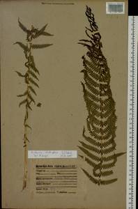 Страусник обыкновенный (L.) Tod., Сибирь, Прибайкалье и Забайкалье (S4) (Россия)