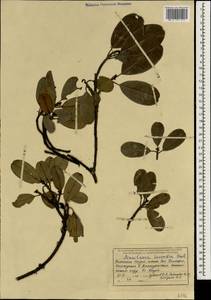 Manilkara hexandra (Roxb.) Dubard, Зарубежная Азия (ASIA) (Индия)