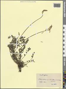 Эспарцет, Кавказ, Дагестан (K2) (Россия)