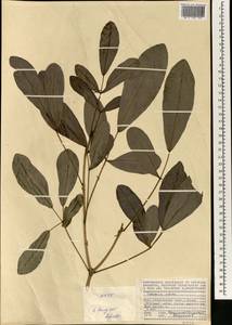 Tabebuia pallida (Lindl.) Miers, Африка (AFR) (Сейшельские острова)
