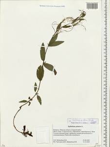Кипрей мелкоцветковый Schreb., Восточная Европа, Белоруссия (E3a) (Белоруссия)
