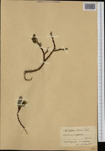 Ива арктическая Pall., Сибирь, Чукотка и Камчатка (S7) (Россия)