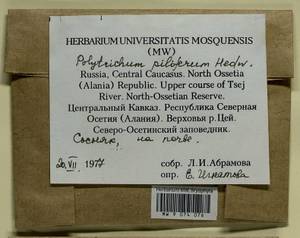 Polytrichum piliferum Hedw., Гербарий мохообразных, Мхи - Северный Кавказ и Предкавказье (B12) (Россия)