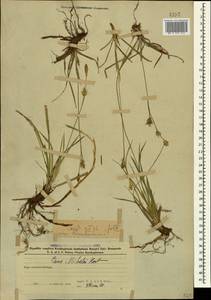 Осока Микели, Осока Микеля Host, Кавказ, Азербайджан (K6) (Азербайджан)