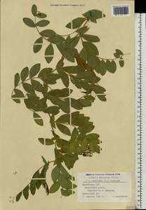 Чина японская Willd., Восточная Европа, Латвия (E2b) (Латвия)