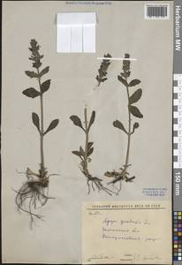 Живучка женевская L., Восточная Европа, Центральный лесостепной район (E6) (Россия)